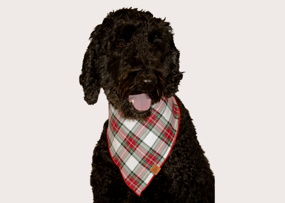 Glacier Bay Bandana