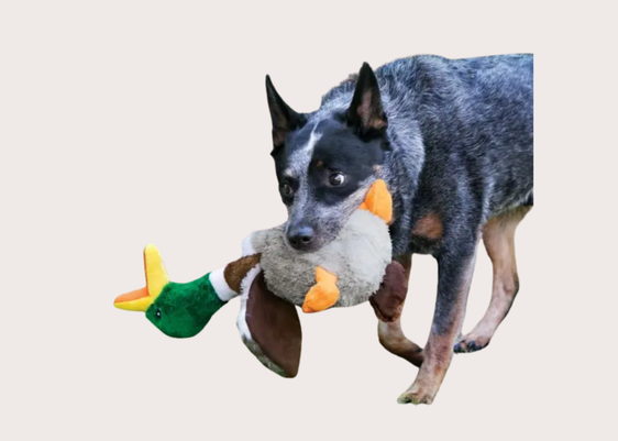 Kong Shakers Honkers Duck Toy