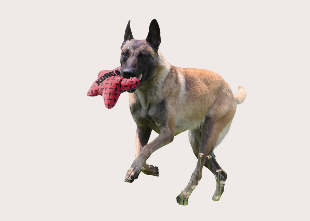 Kong Maxx Star Fetch Toy