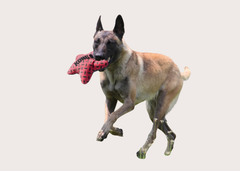 Kong Maxx Star Fetch Toy