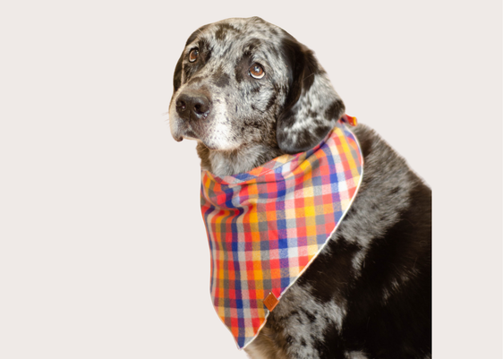 Rainier Bandana