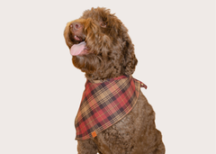 Asheville Bandana