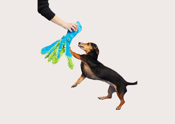 Sid The Squid Toy