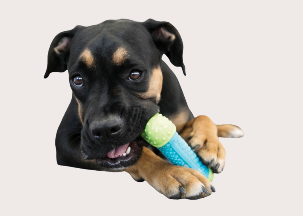 Kong Corestrength Bone Chew Toy