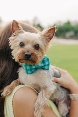 The Asher Bowtie