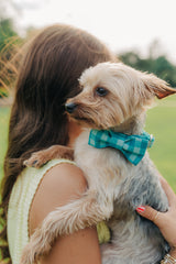 The Asher Bowtie