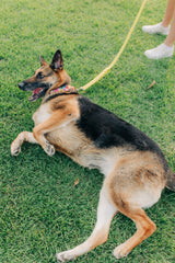 The Percy Leash