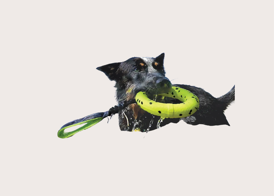 Kong Reflex Tug Dog Toy