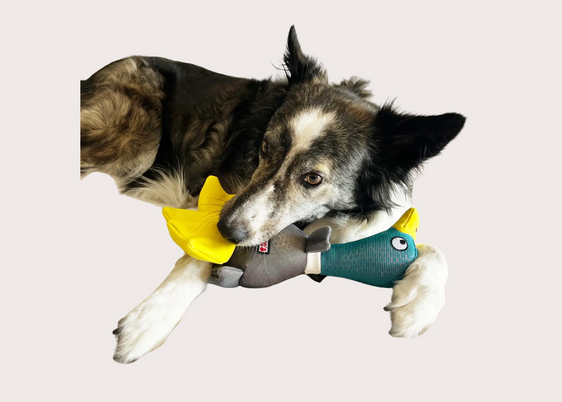 Shimmy Mallard Plush Chew Toy