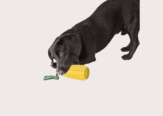 Corn Cob Dental Chew Toy