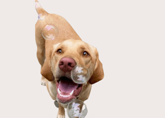 Holiday Edition Flavored Bubbles For Dogs