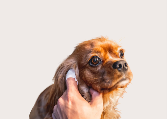 Doggy Ear Wipes