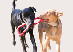 Kong Tug Dog Toy