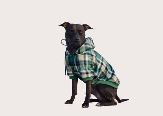 Green Plaid Dog Hoodie