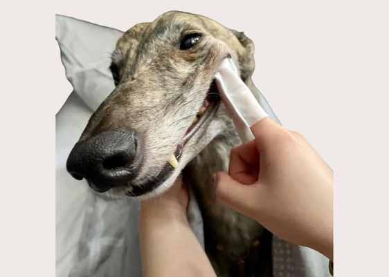 Doggy Dental Wipes