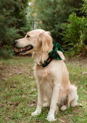 Collar - Balsam Velvet