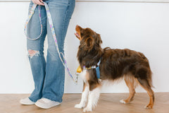 Museum Stroll - Sunday Stroll Harness