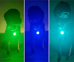 Dog Collar LED Light