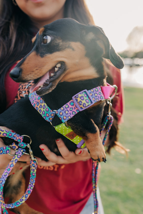 Slumber Party - Sunday Stroll Harness