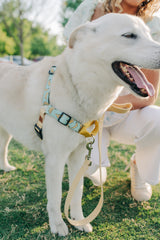 Piña Colada - Sunday Stroll Harness