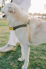 Summer Storm - Sunday Stroll Harness