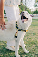 Summer Storm - Sunday Stroll Harness