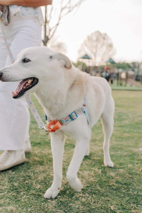Soundtrack of Summer - Sunday Stroll Harness