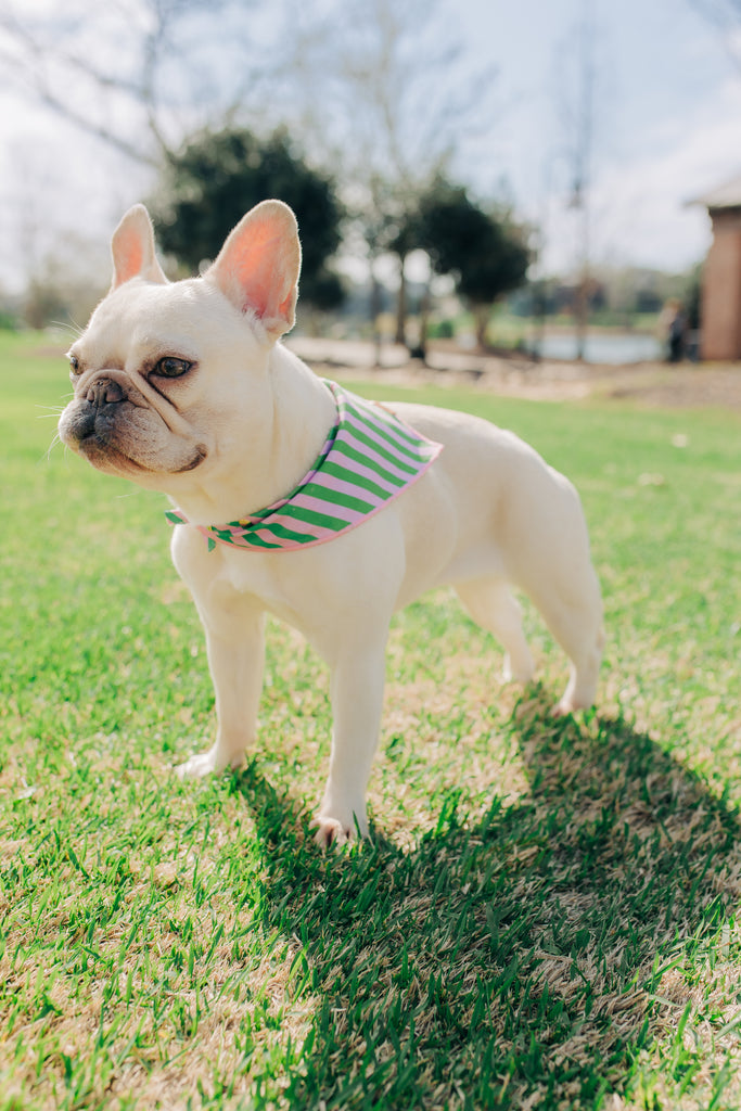The Birdie Bandana