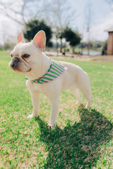 The Birdie Bandana