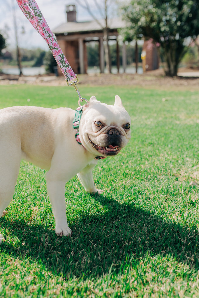 The Camellia Collar