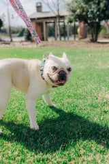 The Camellia Collar