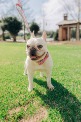 The Camellia Collar