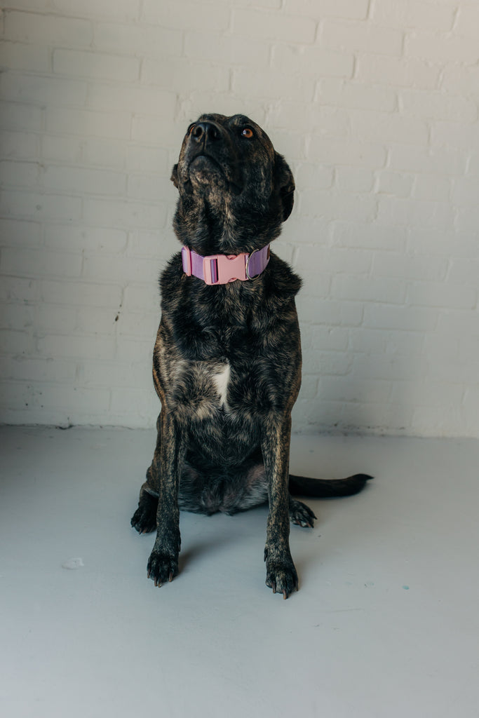 PJP Fetch Collar - Lilac