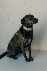 PJP Fetch Collar - Lilac