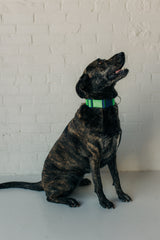 PJP Fetch Collar - Key Lime