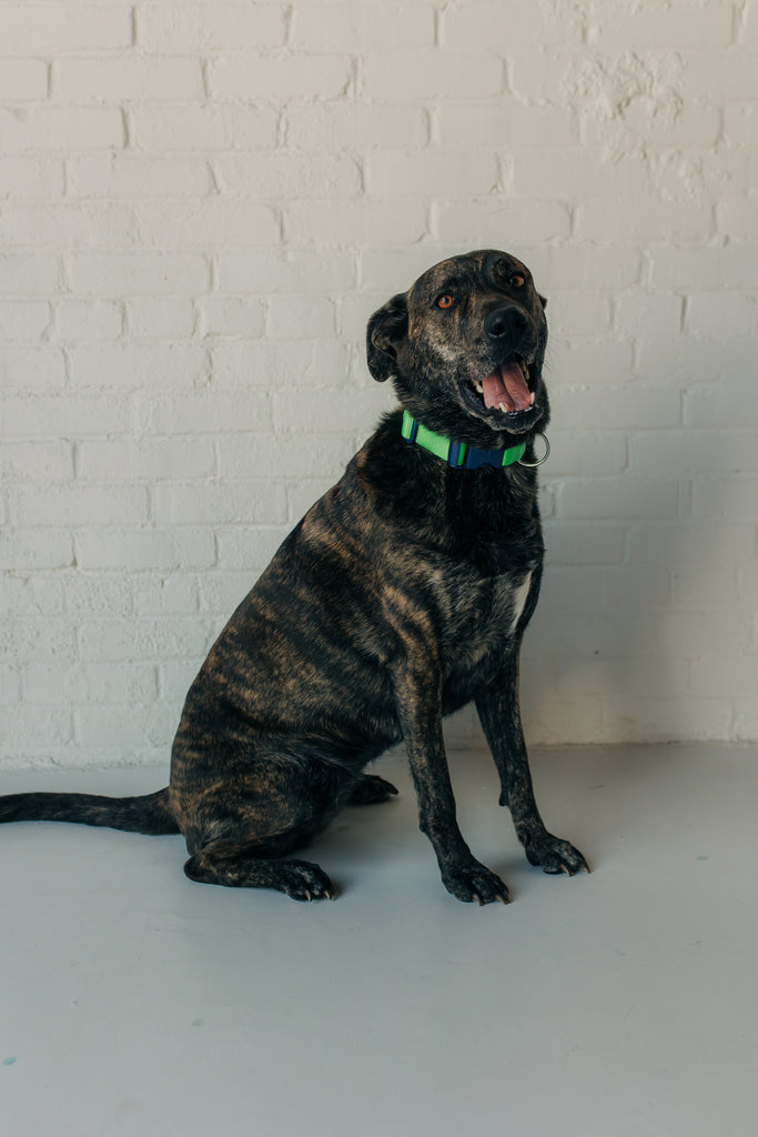 PJP Fetch Collar - Key Lime