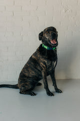 PJP Fetch Collar - Key Lime