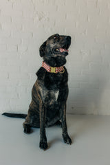 The Haven Linen Collar
