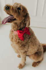 Red Polka Dot Lady Bow