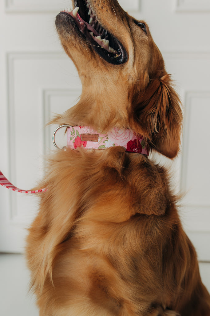 The Isabel Collar