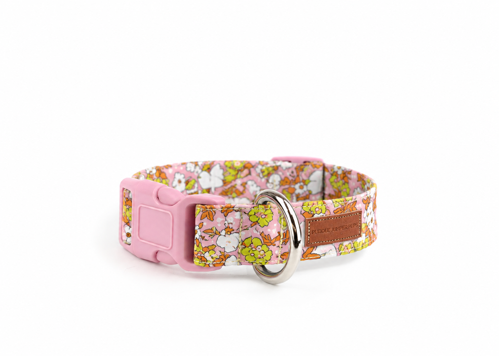 The Daphne Collar