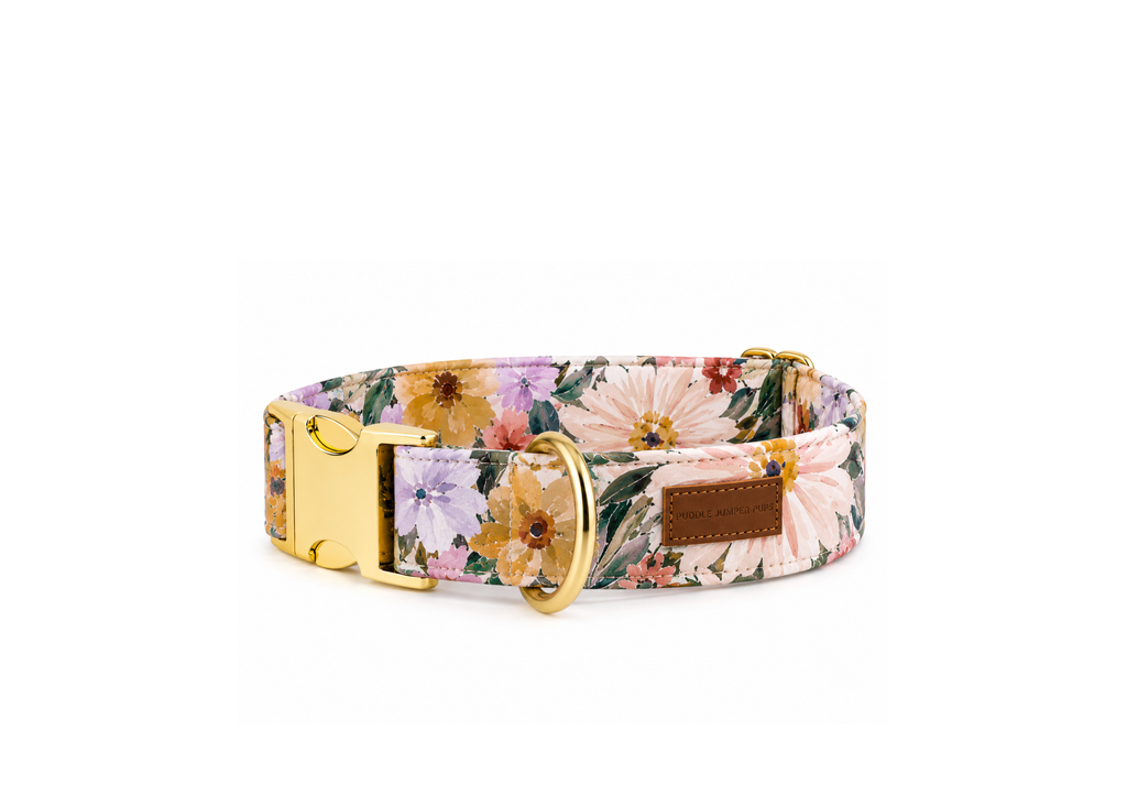 The Elaine Collar