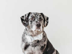 The Hank