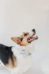 The Dotty