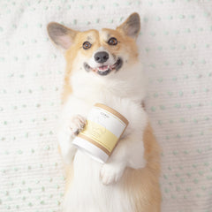 Soy Candle - Corgi